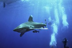 longimanus at elphinstone reef red sea Nik-RS
subtronic ... by Manfred Bail 